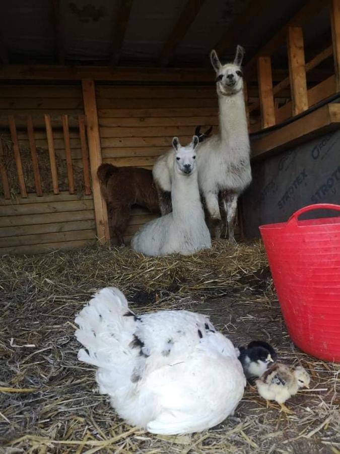 Przy Stajni Farm stay *