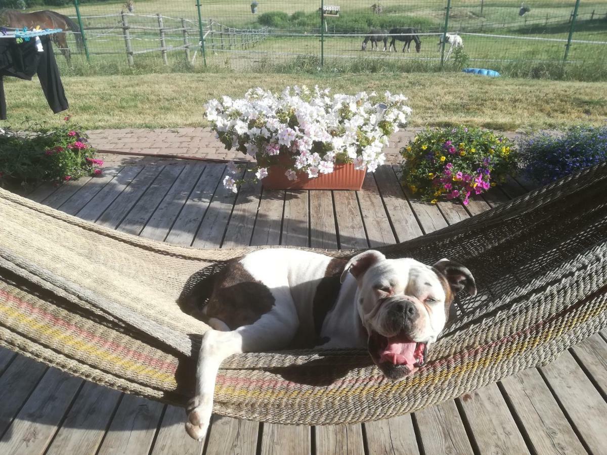 Przy Stajni Farm stay *