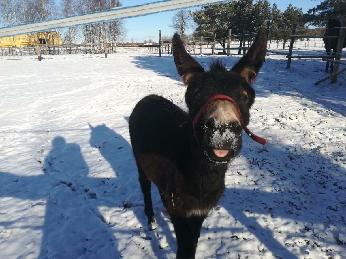 Farm stay Przy Stajni *