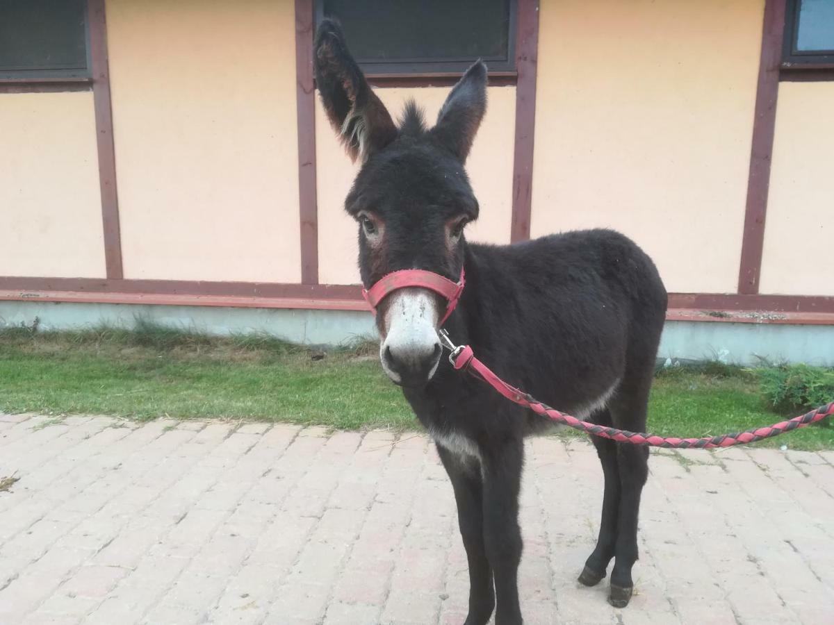 Farm stay Przy Stajni *