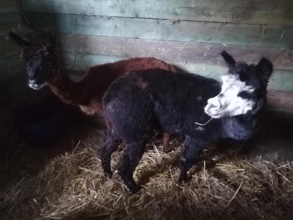 Farm stay Przy Stajni *